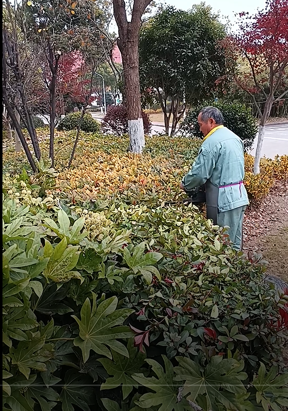 上海保洁绿化托管 上海保洁绿化托管